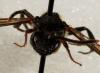 Nomada fabriciana